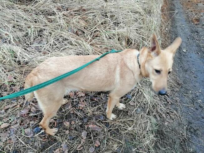 Pogodna przyjazna dziewczynka poleca się do adopcji