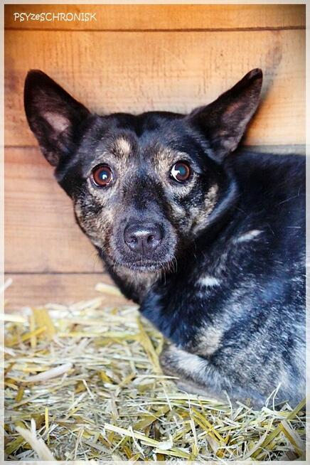 Bójka – przerażona, schowana przed światem potrzebuje pomocy