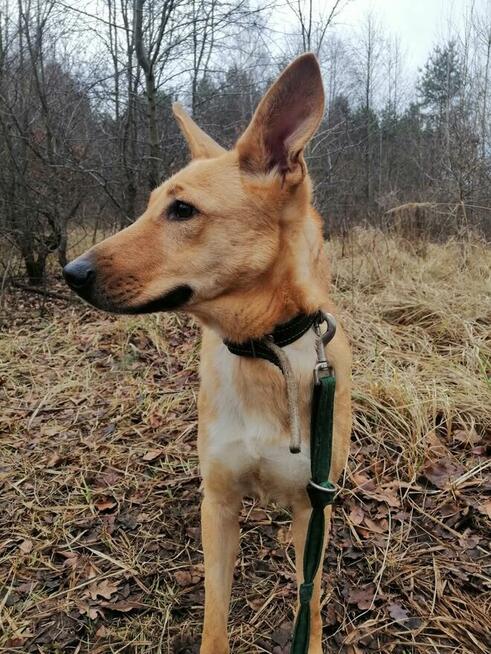 Młoda wesoła energiczna sunia szuka PILNIE kochającego domku