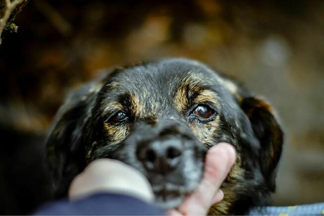 Darwin- cierpliwy dom poszukiwany dla lękowego psa-adopcja