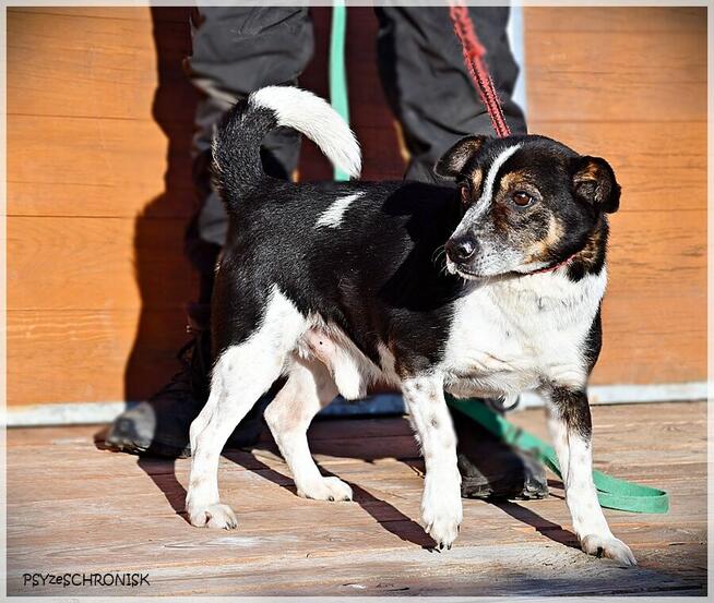 Bari – spokojny kundelek ze schroniska na końcu świata