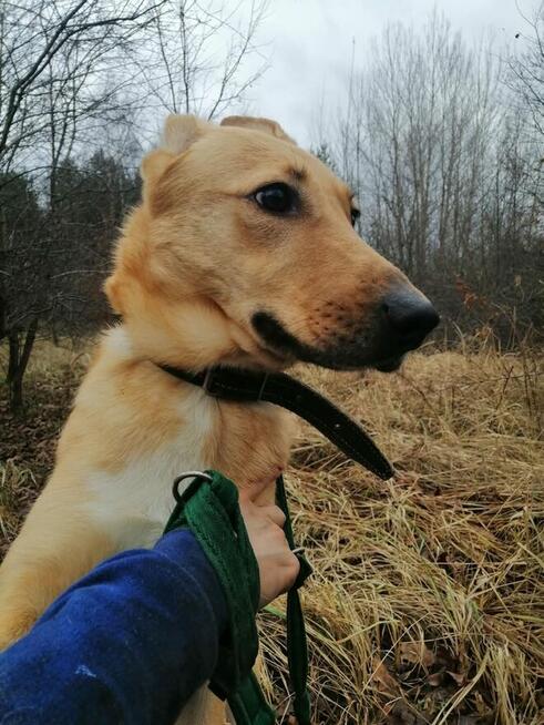 Pogodna przyjazna dziewczynka poleca się do adopcji