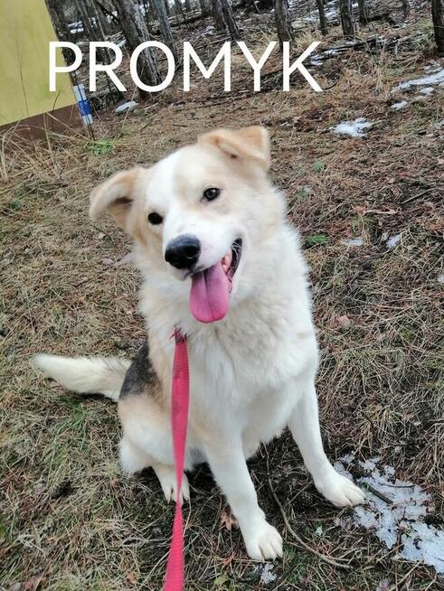 Pogodny przyjacielski piesio kocha ludzi i świat daj mu dom