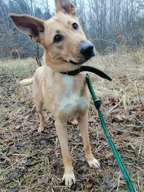 Pogodna przyjazna dziewczynka poleca się do adopcji