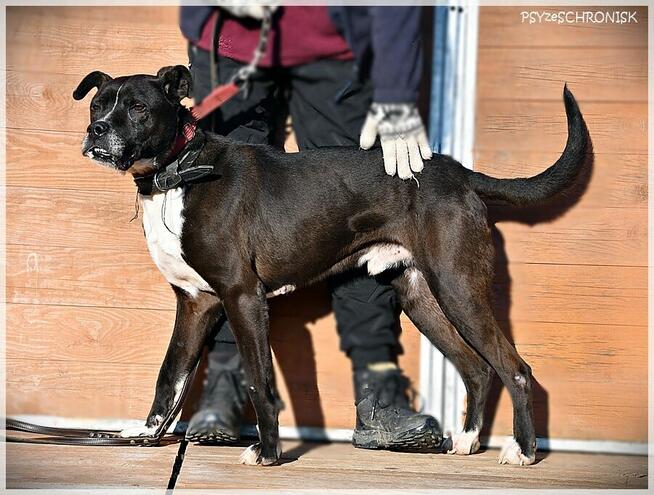 Zorek – oszukać przeznaczenie i jeszcze znaleźć dom