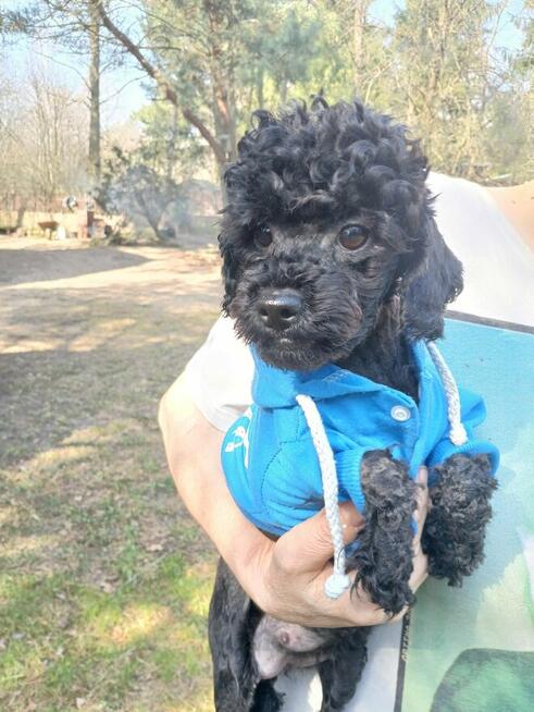 Pudel toy -rezerwacja