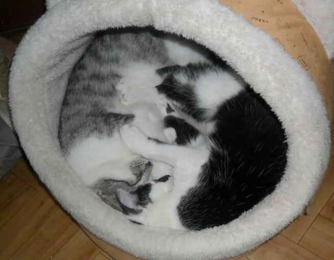 Srebrny kumpel dla Twojego kotka, 1 rok