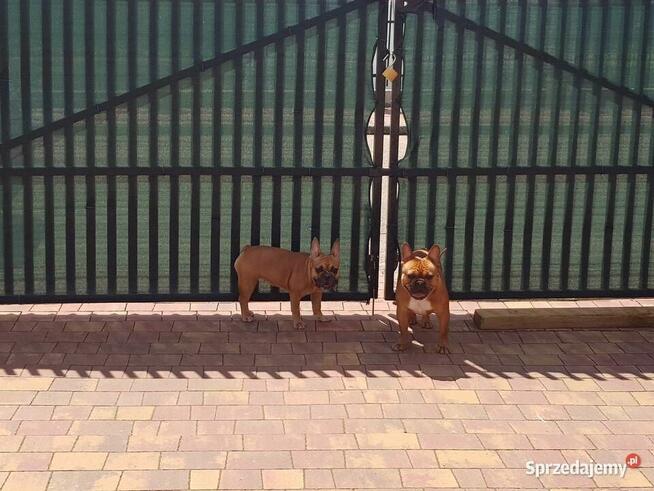 Buldog francuski reproduktor / krycie/