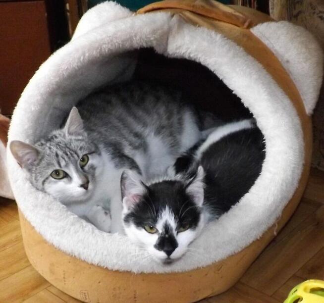 Srebrny kumpel dla Twojego kotka, 1 rok