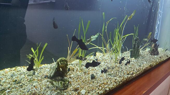 Akwarium 112l z wyposażeniem