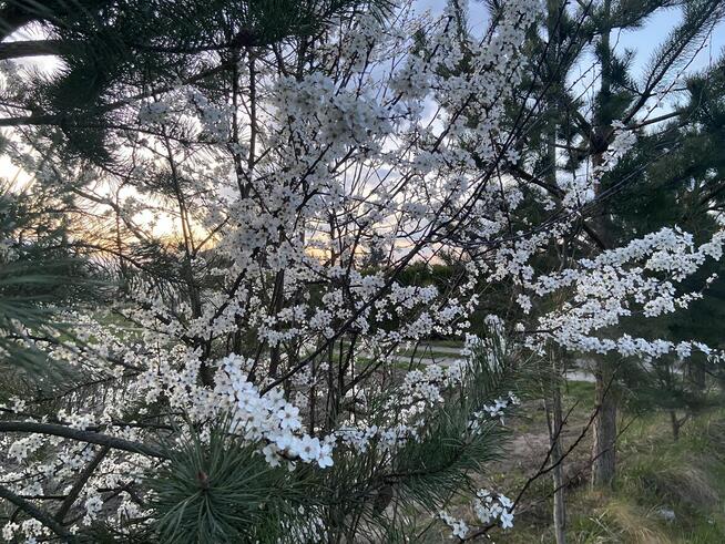 Działka ROD Pionier