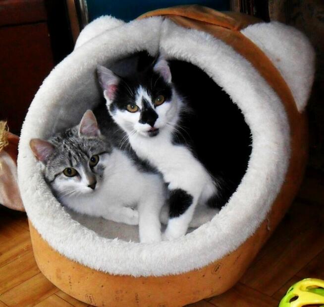 Srebrny kumpel dla Twojego kotka, 1 rok