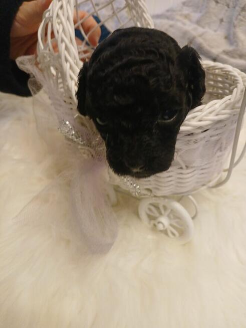 Pudel toy -rezerwacja