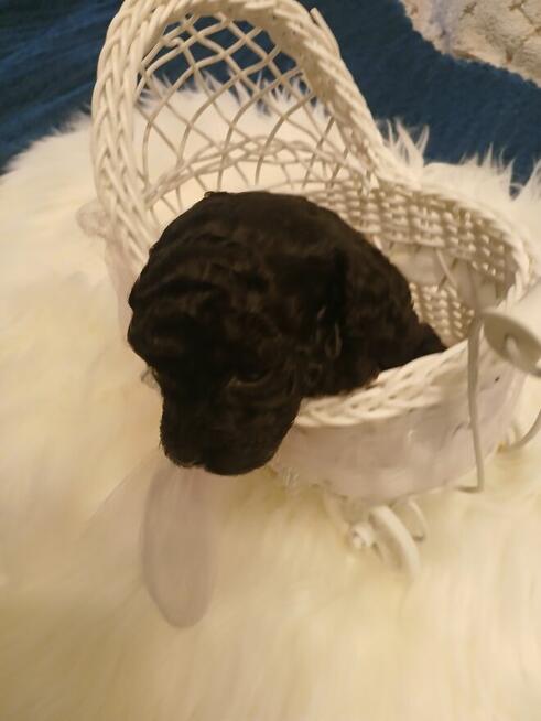 Pudel toy -rezerwacja