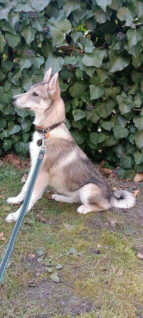 Łajka zachodniosyberyjska