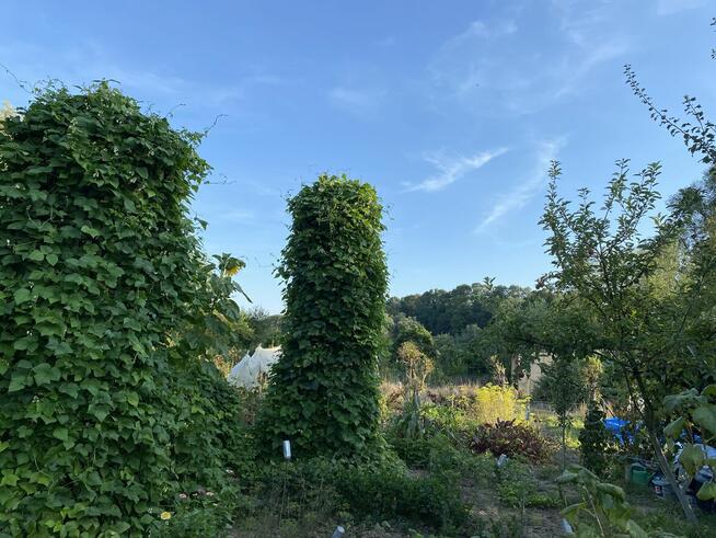 Sprzedam działkę rekreacyjną ROD Jarek