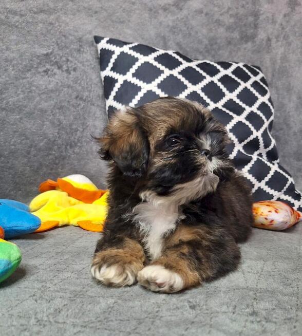 ShihTzu chłopczyk Gringo