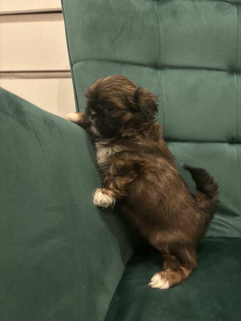 Szczeniaczek shih tzu