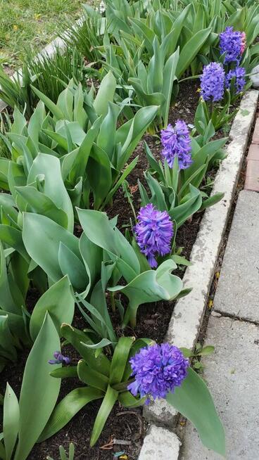 Na sprzedaż działka ROD GRODZIEC BĘDZIN
