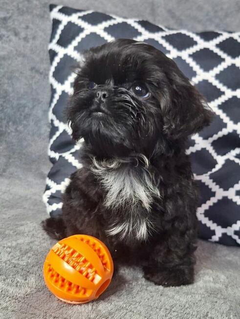 ShihTzu piesek Gotan