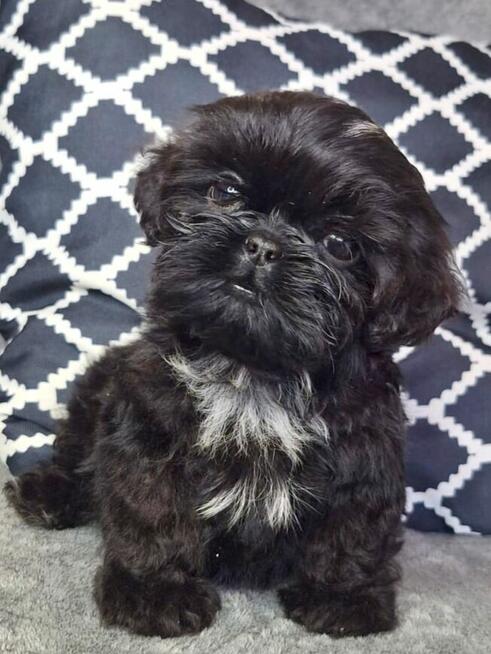 ShihTzu piesek Gotan