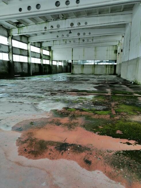 Hala przemysłowa od Syndyka - Głuchów