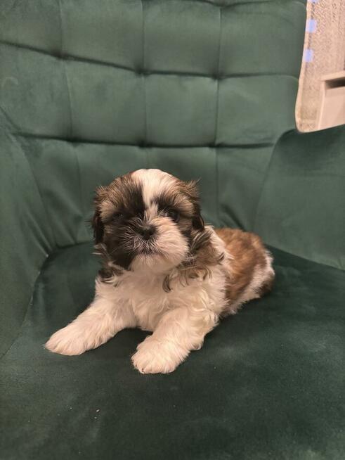 Szczeniaczek shih tzu