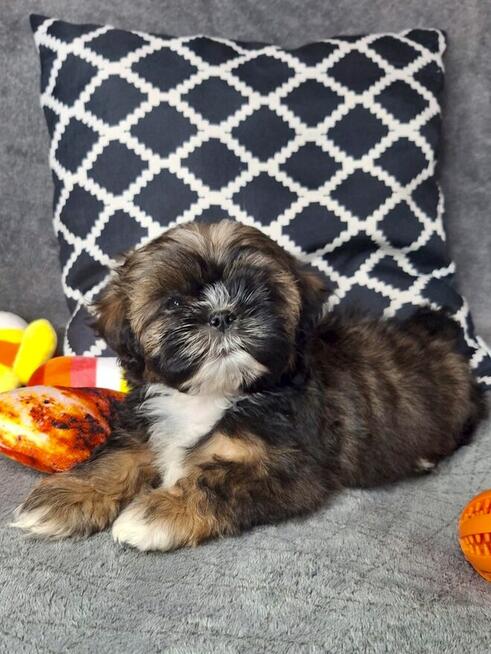 ShihTzu chłopczyk Gringo