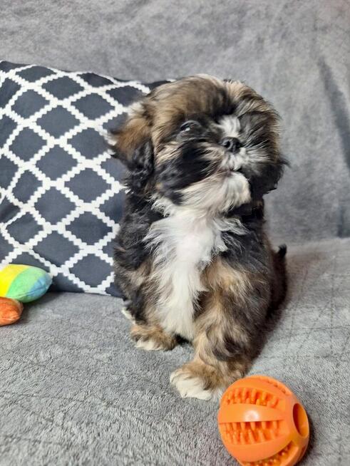 ShihTzu chłopczyk Gringo