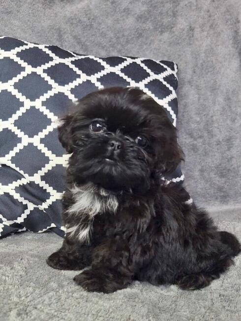 ShihTzu piesek Gotan
