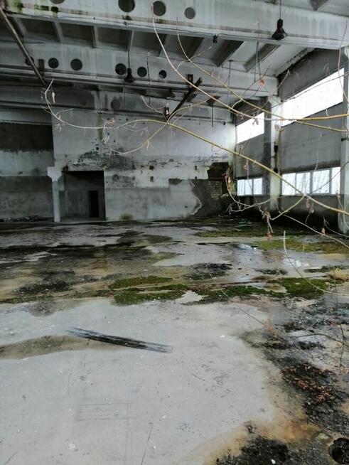 Hala przemysłowa od Syndyka - Głuchów