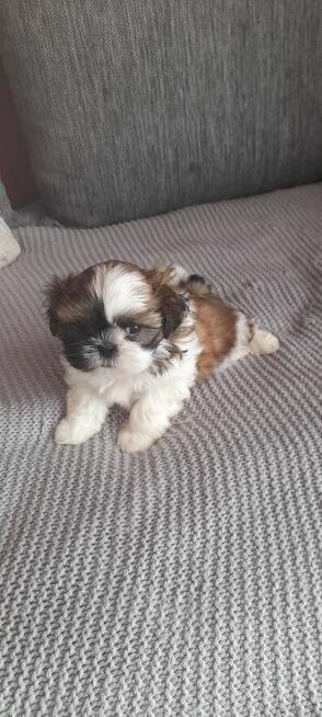 Szczeniaczek shih tzu