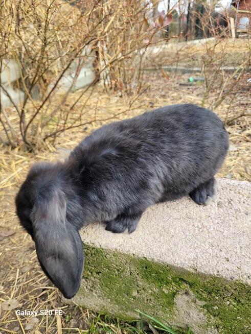 Króliki baran francuski