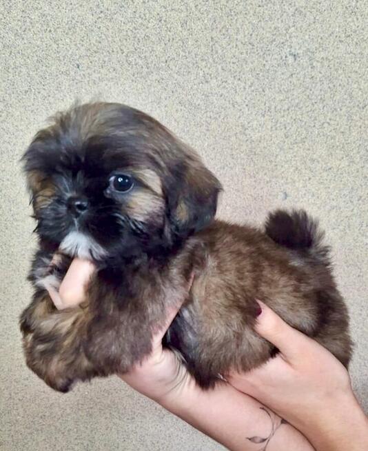 ShihTzu piesek Gabor