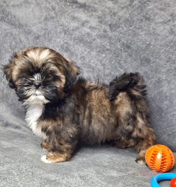 ShihTzu chłopczyk Gringo