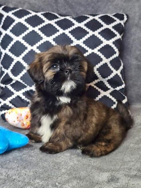 ShihTzu piesek Gabor