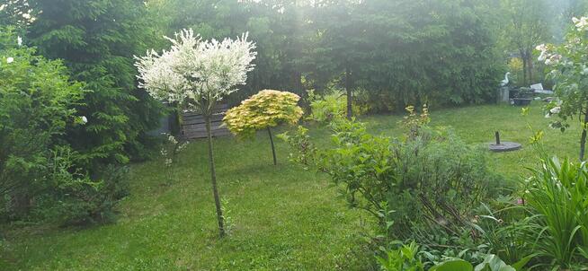 Na sprzedaż działka ROD GRODZIEC BĘDZIN