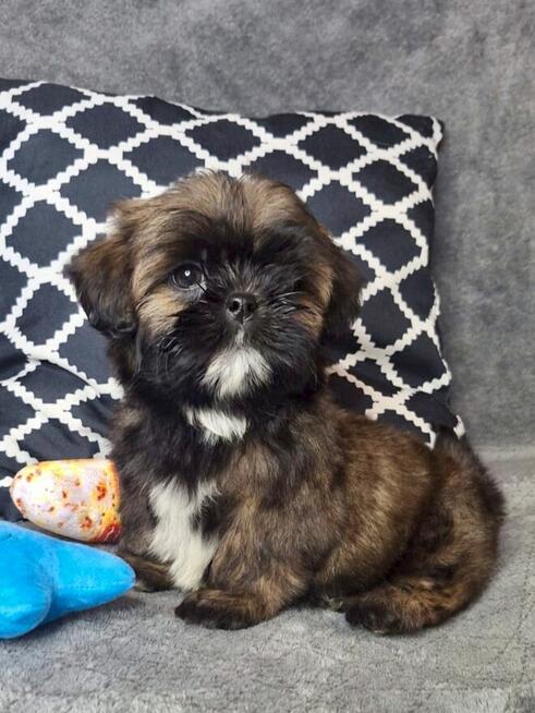 ShihTzu piesek Gabor