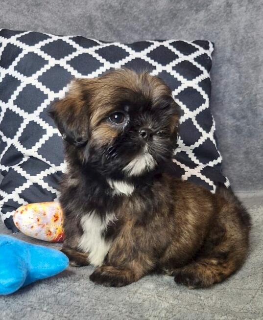 ShihTzu piesek Gabor