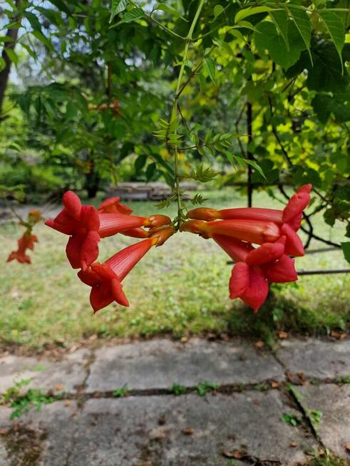 Działka Rekreacyjna ROD 500m2 Paluch 1 Włochy, Warszawa