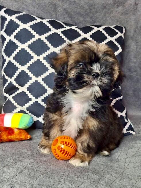 ShihTzu chłopczyk Gringo