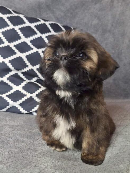 ShihTzu piesek Gabor