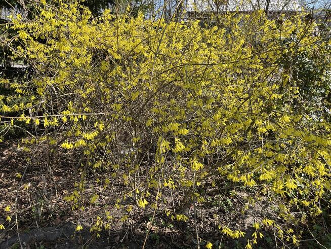 Siedlisko w Kaliszanach Kolonii gm. Józefów