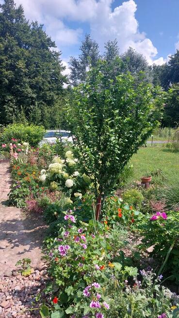 Dzialka rekreacyjno-rolna 5 arowa