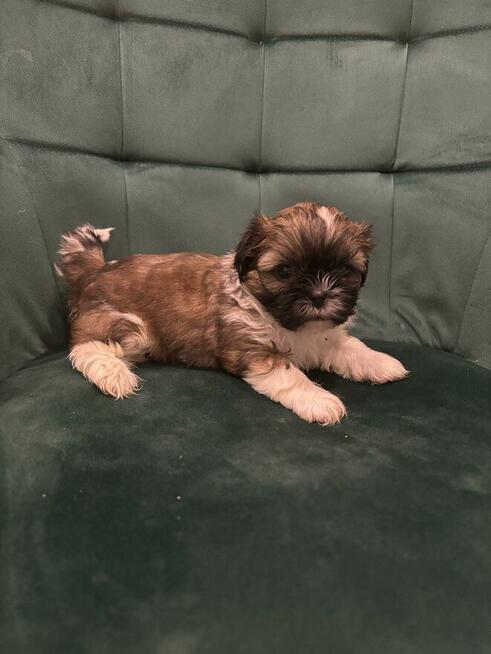 Szczeniaczek shih tzu
