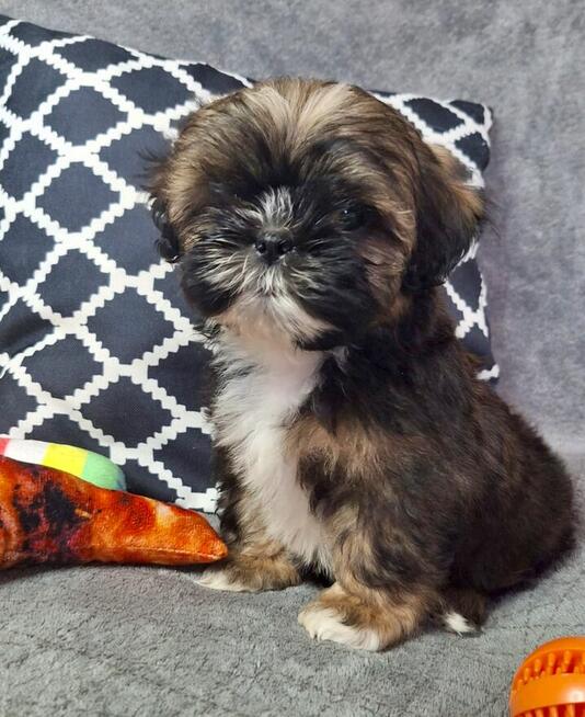 ShihTzu chłopczyk Gringo