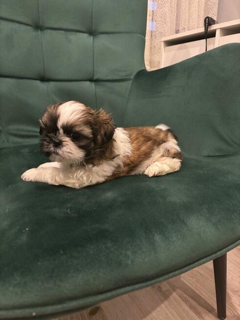 Szczeniaczek shih tzu
