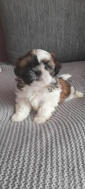 Szczeniaczek shih tzu