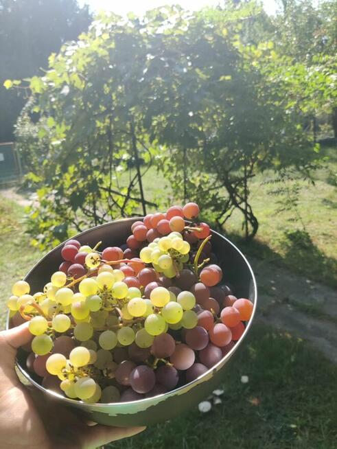 Działka Rekreacyjna ROD 500m2 Paluch 1 Włochy, Warszawa