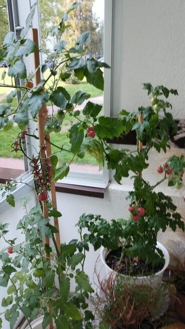 Czarnoziem, ziemia ogrodowa